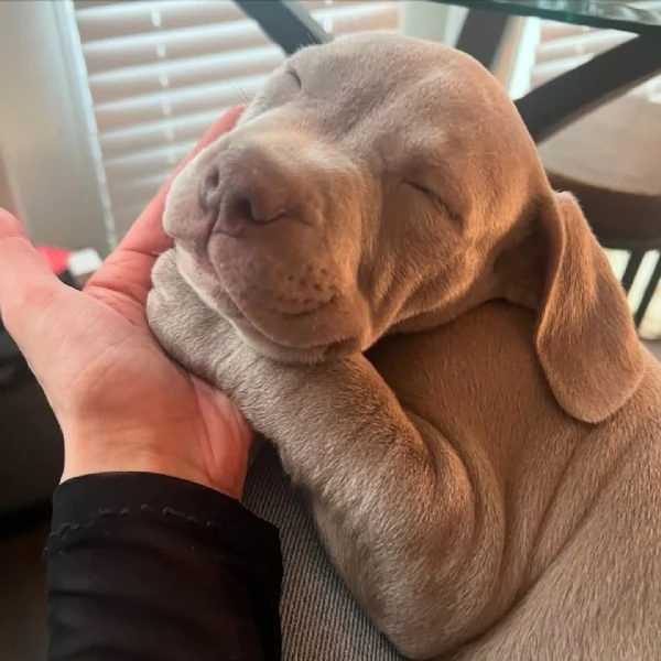 meravigliosi pitbull per adozione