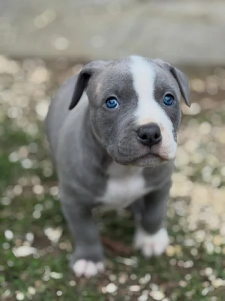 meravigliosi pitbull per adozione