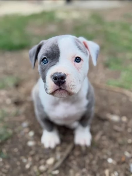 meravigliosi pitbull per adozione | Foto 0