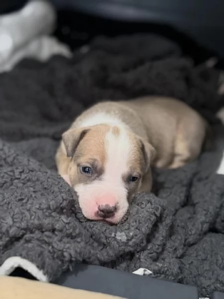 meravigliosi pitbull per adozione | Foto 0