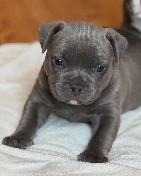 meravigliosi pitbull per adozione | Foto 2
