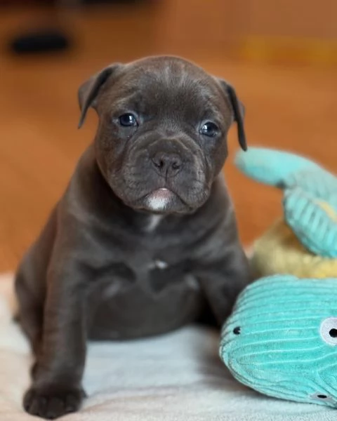 meravigliosi pitbull per adozione | Foto 1