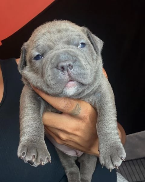 meravigliosi pitbull per adozione
