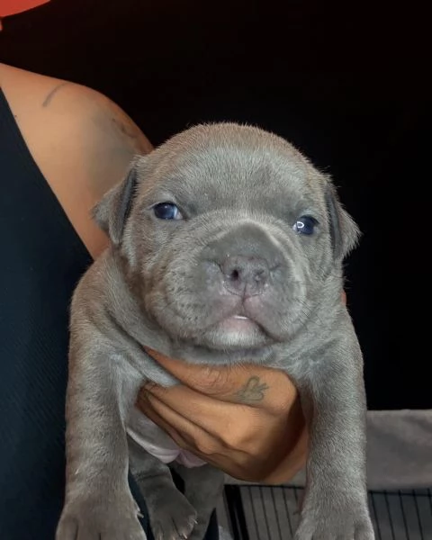 meravigliosi pitbull per adozione | Foto 0