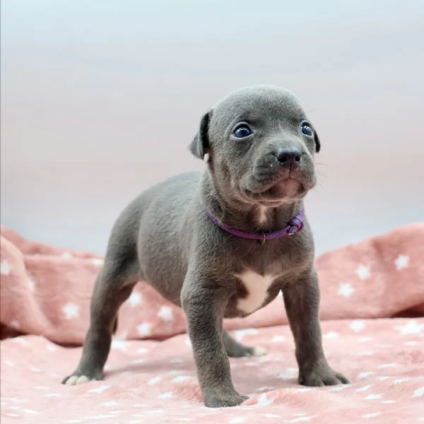 meravigliosi pitbull per adozione | Foto 4