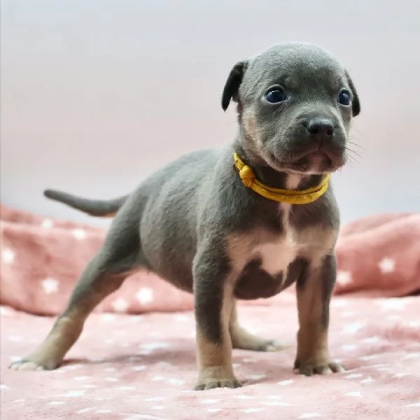 meravigliosi pitbull per adozione | Foto 3