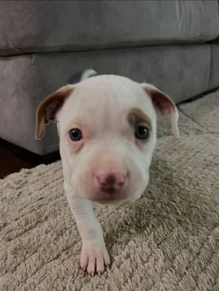 meravigliosi pitbull per adozione | Foto 2