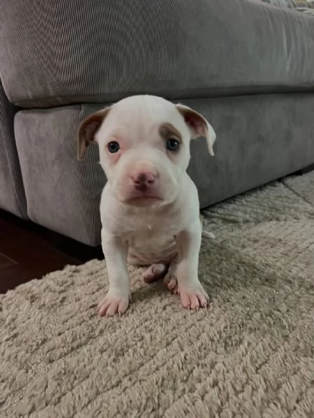 meravigliosi pitbull per adozione | Foto 1