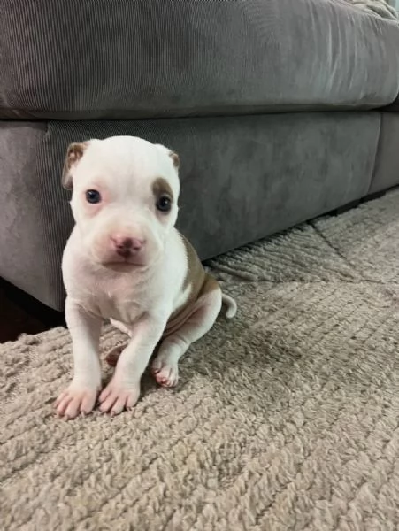 meravigliosi pitbull per adozione | Foto 0