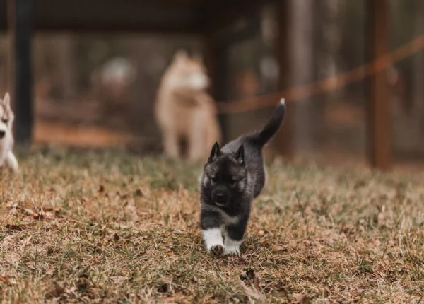 meravigliosi husky per adozione | Foto 4
