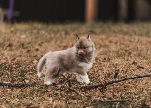 meravigliosi husky per adozione | Foto 0