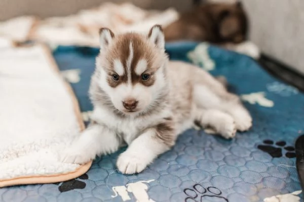 meravigliosi husky per adozione | Foto 0
