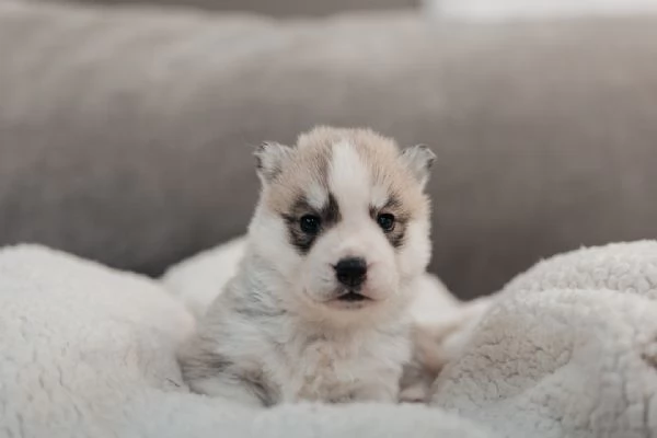 meravigliosi husky per adozione | Foto 2