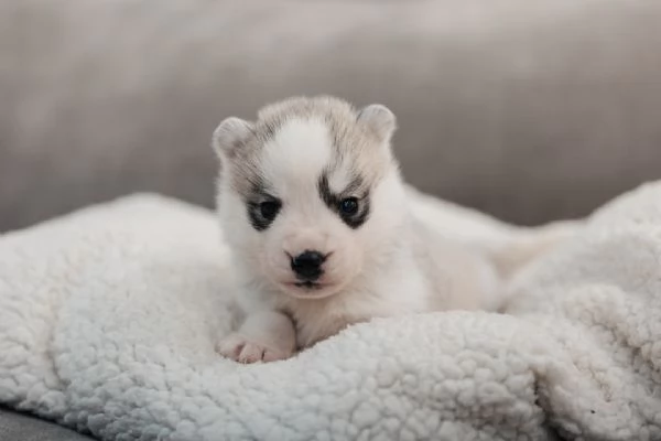 meravigliosi husky per adozione | Foto 1
