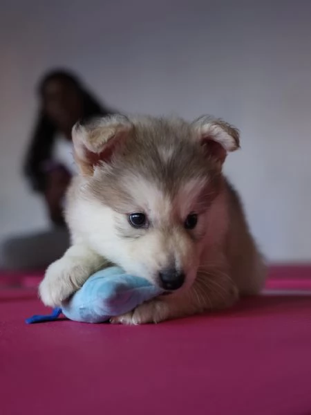 meravigliosi husky per adozione | Foto 1