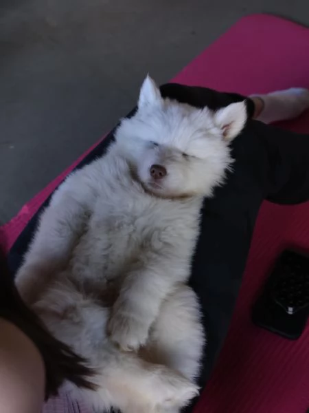 meravigliosi husky per adozione | Foto 0