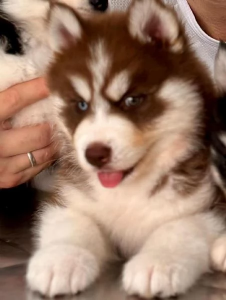 meravigliosi husky per adozione | Foto 0