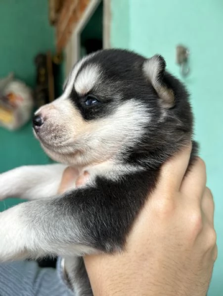 meravigliosi husky per adozione | Foto 1