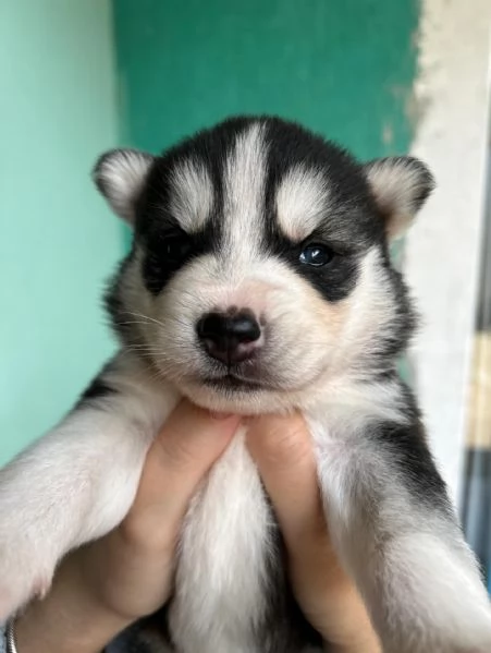 meravigliosi husky per adozione