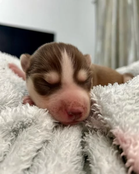 meravigliosi husky per adozione | Foto 1