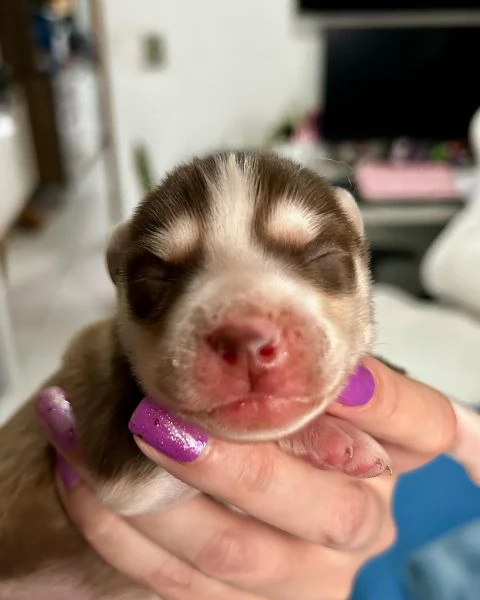 meravigliosi husky per adozione | Foto 0