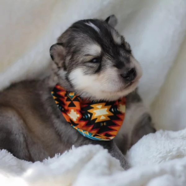 meravigliosi husky per adozione