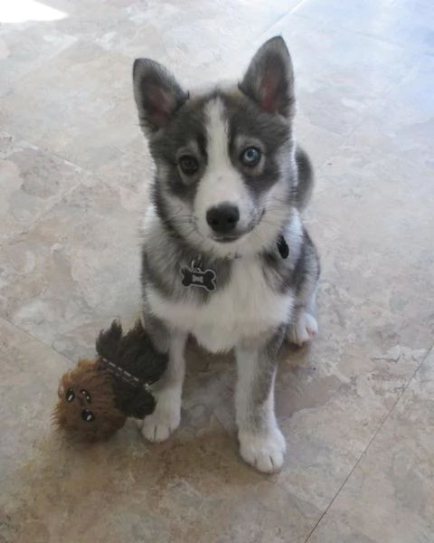 meravigliosi husky per adozione | Foto 2