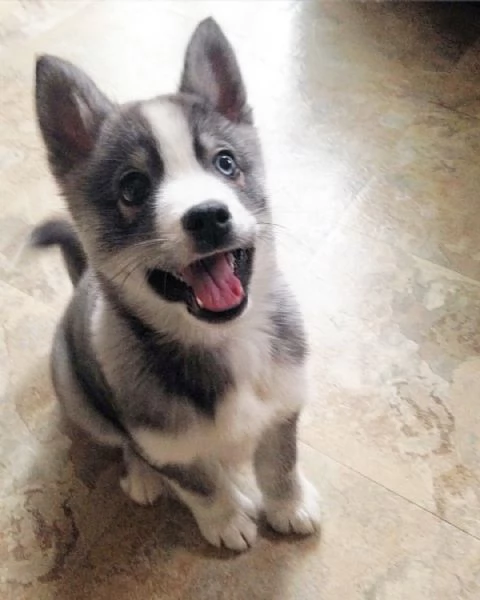meravigliosi husky per adozione | Foto 1