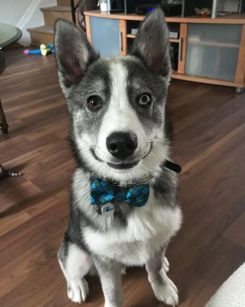 meravigliosi husky per adozione | Foto 0