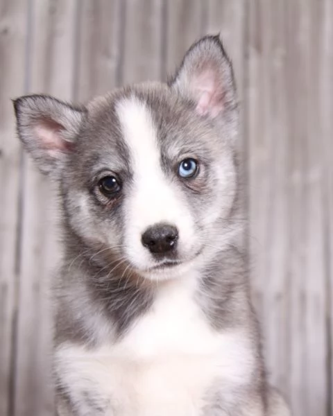meravigliosi husky per adozione | Foto 6