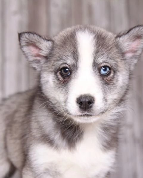 meravigliosi husky per adozione | Foto 5