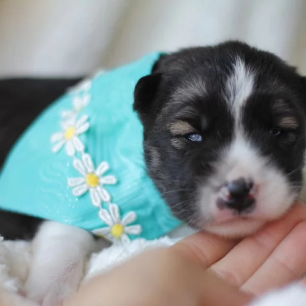 meravigliosi husky per adozione | Foto 4