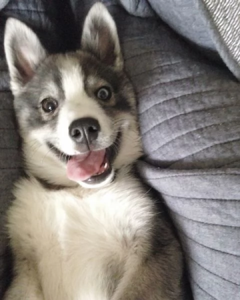 meravigliosi husky per adozione | Foto 3