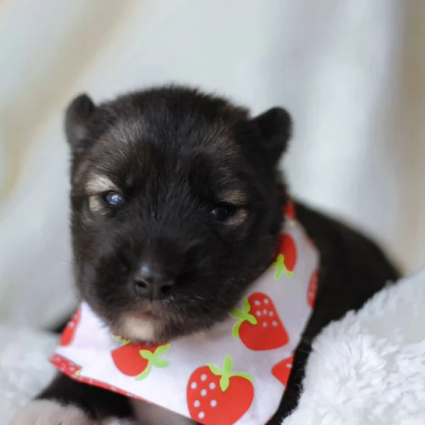 meravigliosi husky per adozione | Foto 1