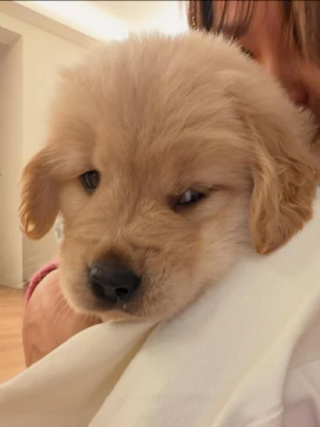 meravigliosi Golden Retriever per adozione | Foto 2