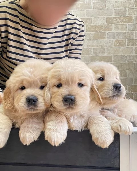 meravigliosi Golden Retriever per adozione | Foto 1