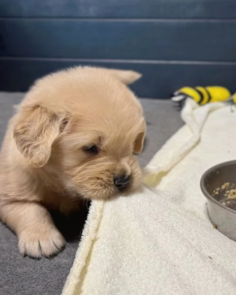 meravigliosi Golden Retriever per adozione | Foto 0
