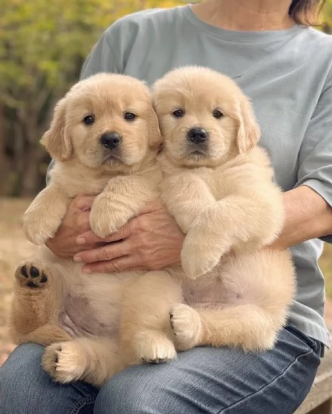 meravigliosi Golden Retriever per adozione