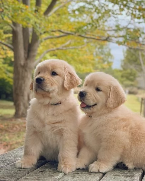 meravigliosi Golden Retriever per adozione | Foto 3