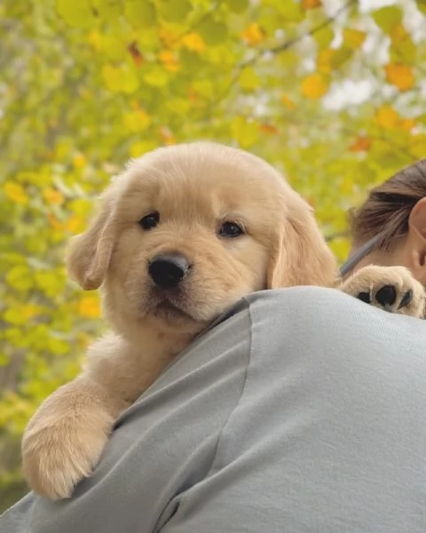 meravigliosi Golden Retriever per adozione | Foto 1