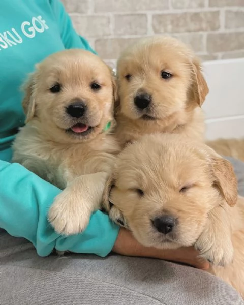 meravigliosi Golden Retriever per adozione | Foto 0