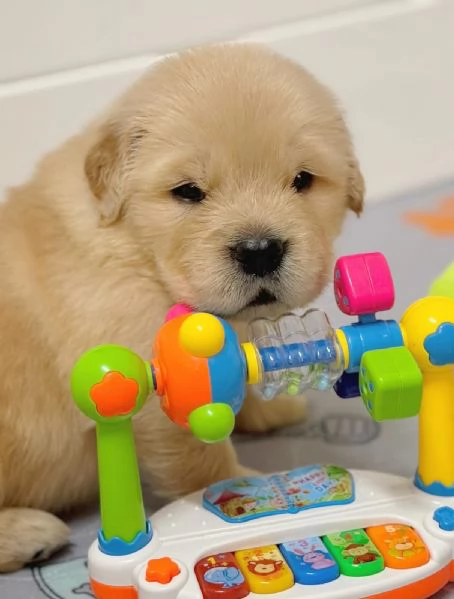meravigliosi Golden Retriever per adozione | Foto 3