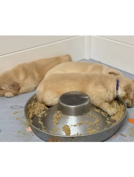 meravigliosi Golden Retriever per adozione | Foto 0