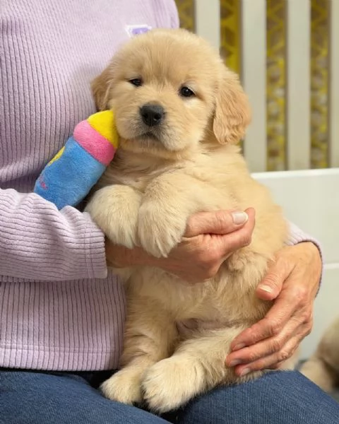 meravigliosi Golden Retriever per adozione | Foto 0