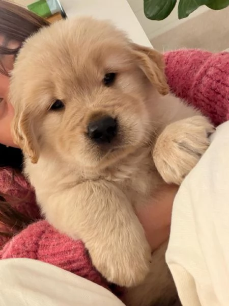 meravigliosi Golden Retriever per adozione | Foto 1