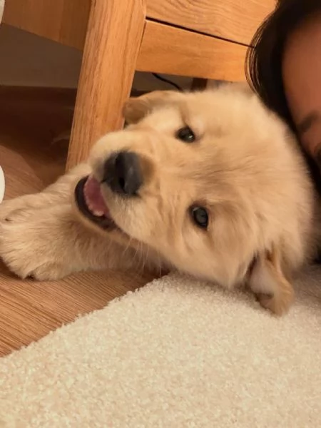 meravigliosi Golden Retriever per adozione