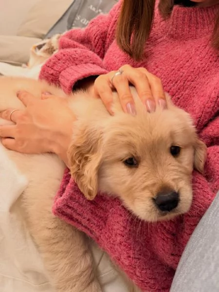 meravigliosi Golden Retriever per adozione | Foto 0