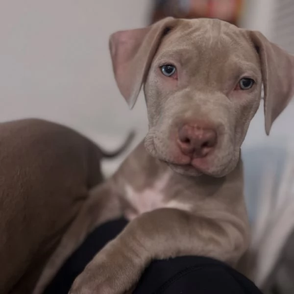 meravigliosi pitbull per adozione | Foto 2
