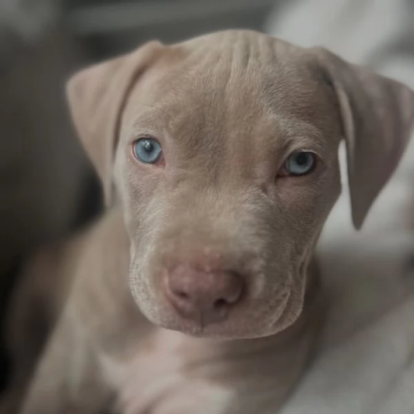 meravigliosi pitbull per adozione | Foto 1