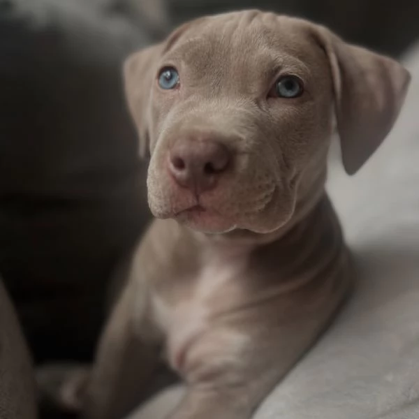 meravigliosi pitbull per adozione | Foto 0